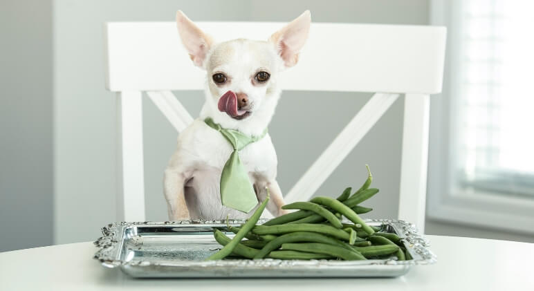 Can-dogs-eat-beans-hailypetshop-dog-123.jpg