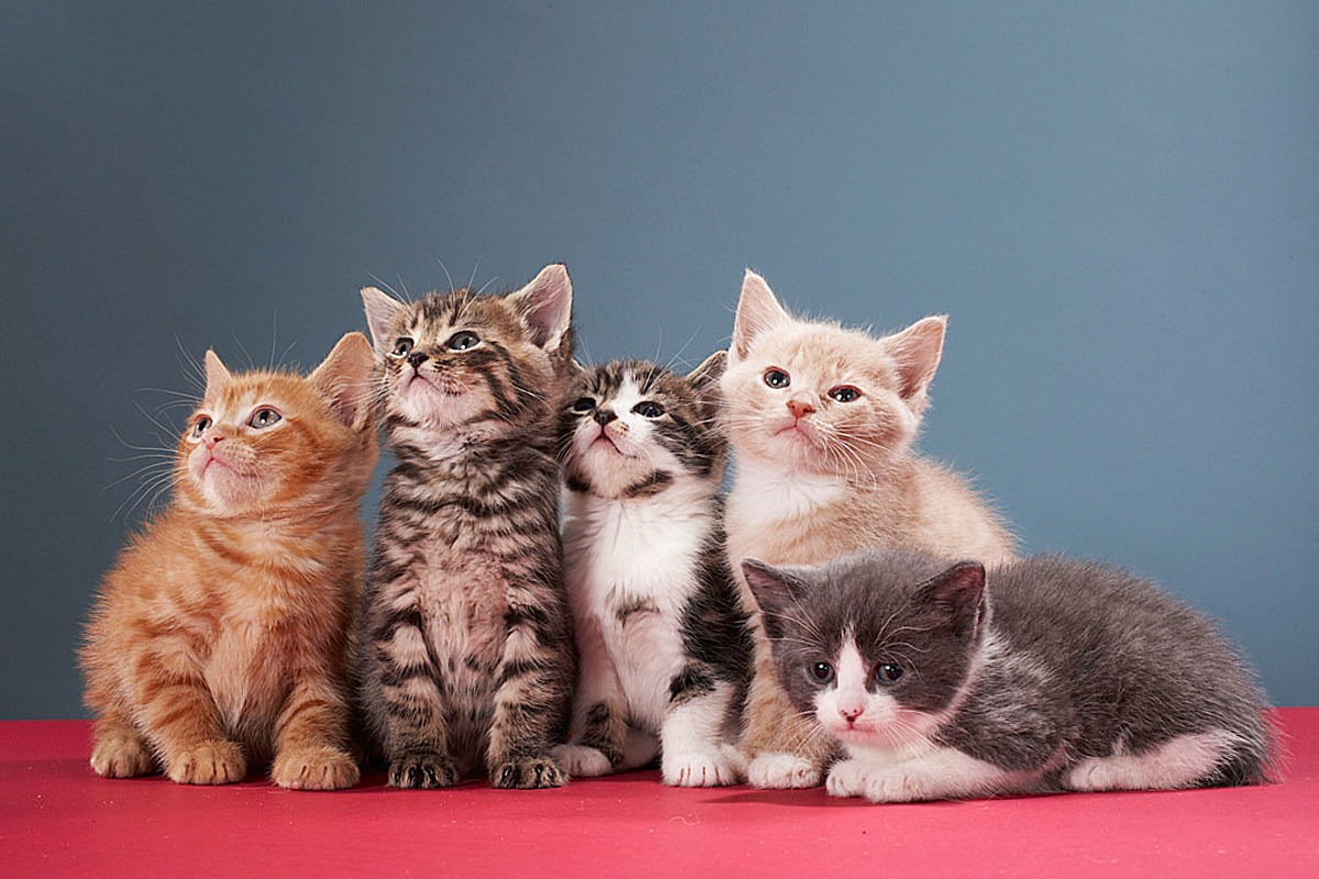 When-does-a-kitten-separate-from-its-mother342342342342432.jpg