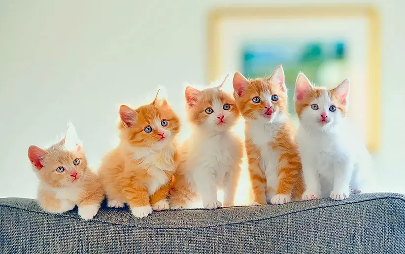 baby-cat-nutrition3432423432423423523564654654.jpg