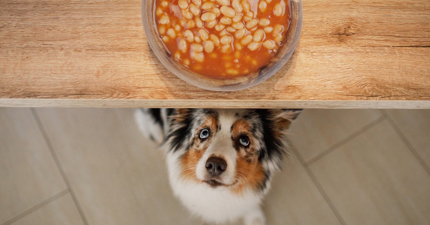 can-dogs-eat-kidney-beans-123456789.jpg