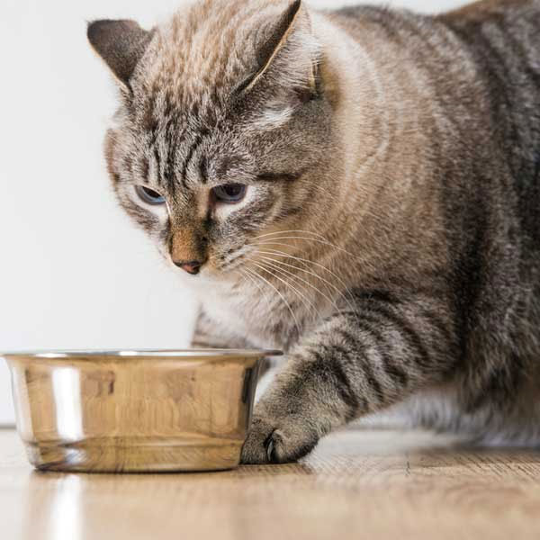 cat-health_food_haily_petshop_056473051.jpg