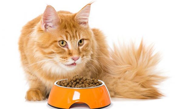 cat-heath_food_haily_petshop0235742.jpg