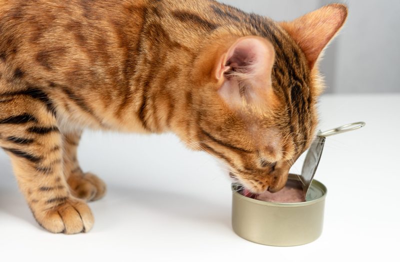 cat-sfhsfs=knserv-pet-4t6rwtufgdvvcs45tw.jpg