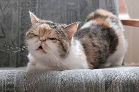 cat_pr_hailypetshop_blog_i2.jpeg