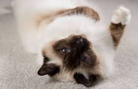 cat_pr_hailypetshop_blog_i3.jpeg