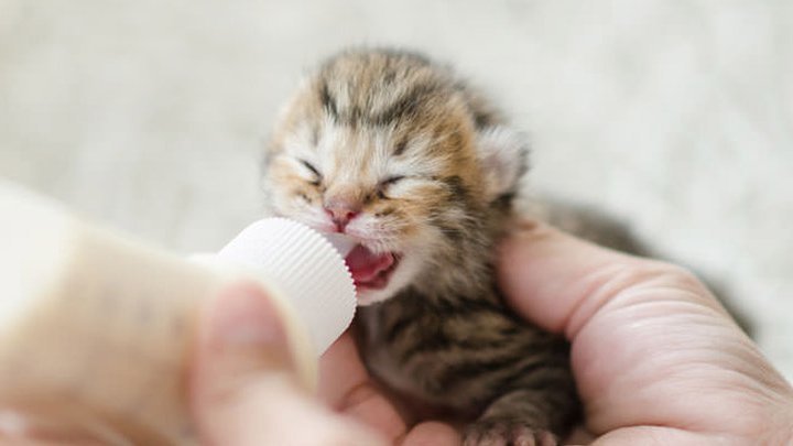 cat_shir_b_2_hpetshop_dnh242f8.jpeg