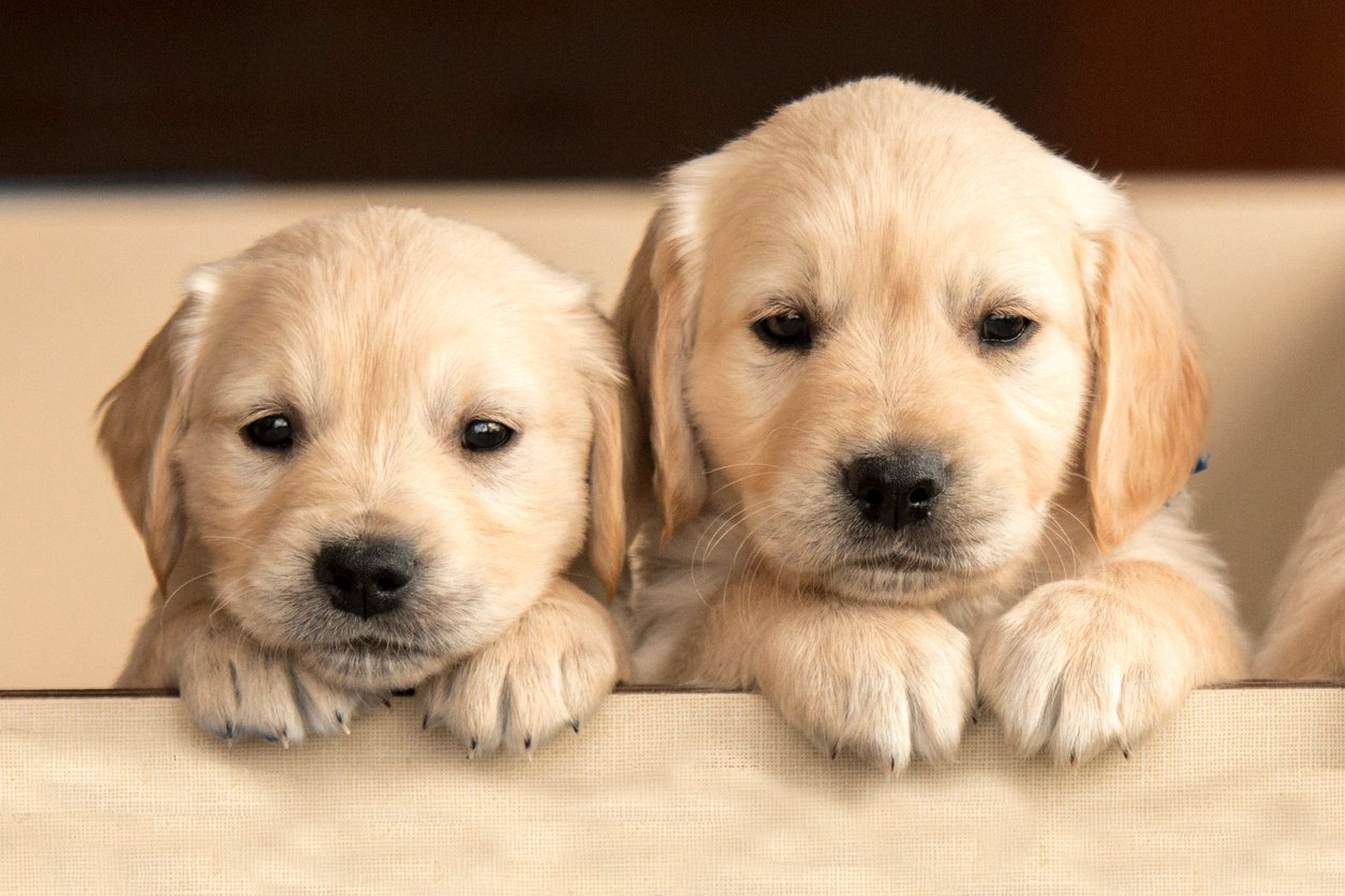 cutest-dog-breeds12121212432424324234.jpg