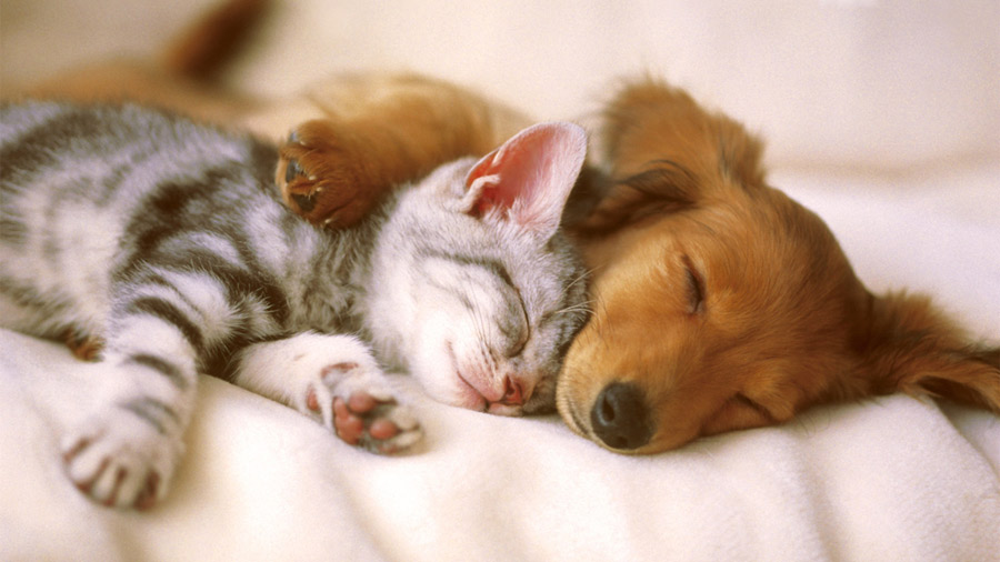 dclovithpetshop1234567.jpg