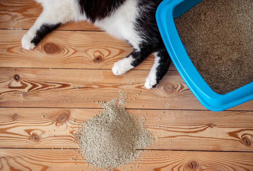 different-types-of-cat-litters.jpg