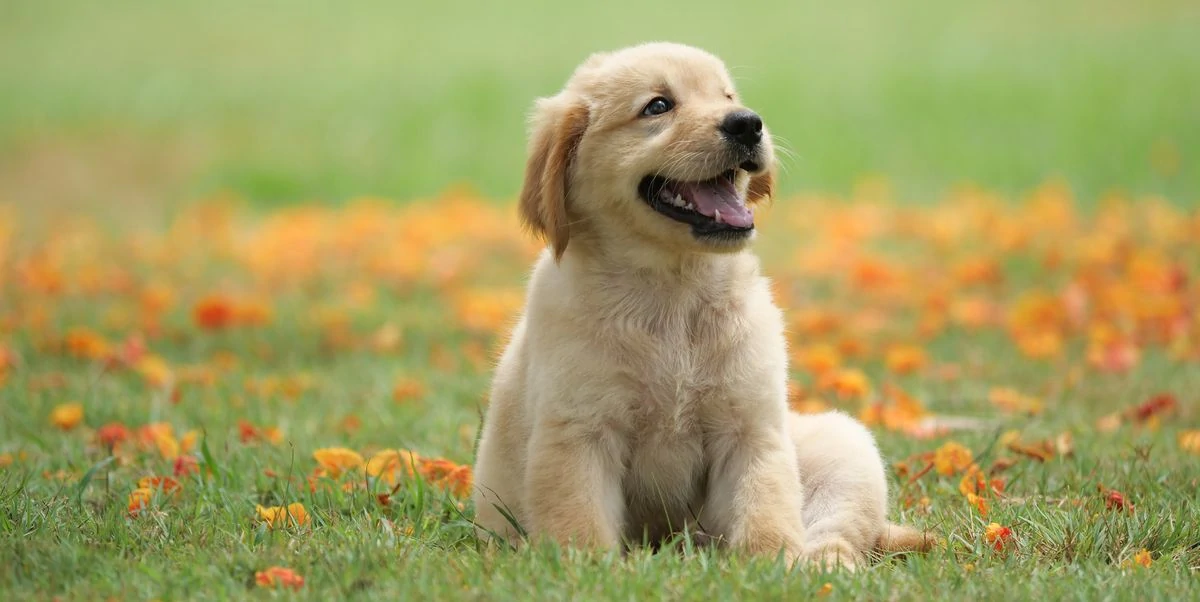 dog-loves5149484811303000500.jpg