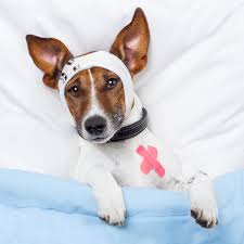 dog_bm_hpetshop_12414_2.jpeg
