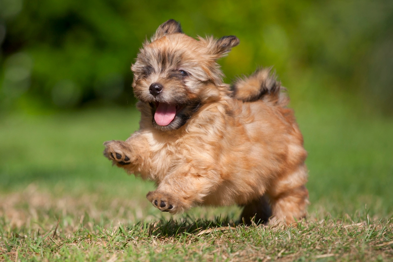 dog_love_s123fsfsd634522gesfddds.jpg