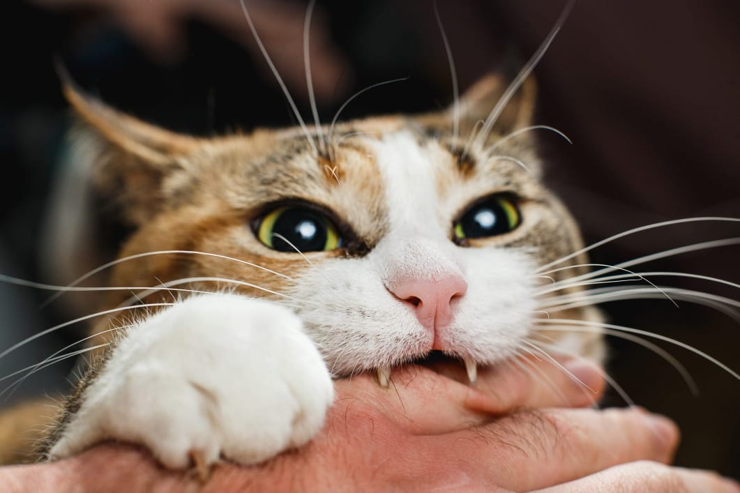 g-cat-hailypetshop-2.jpg