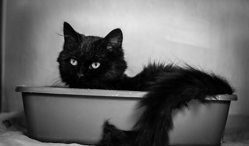 litter-boxcat323533423232323.jpg