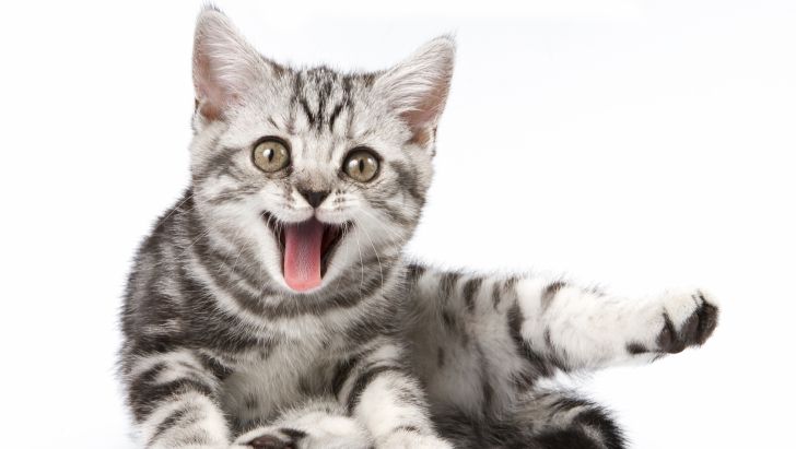 pet-cat-kh-hpetshop-42dgwsdsvzxv4w.jpg
