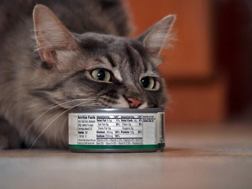 pet-cat-knserv-love-fsgs4wghewwdaw2452.jpg